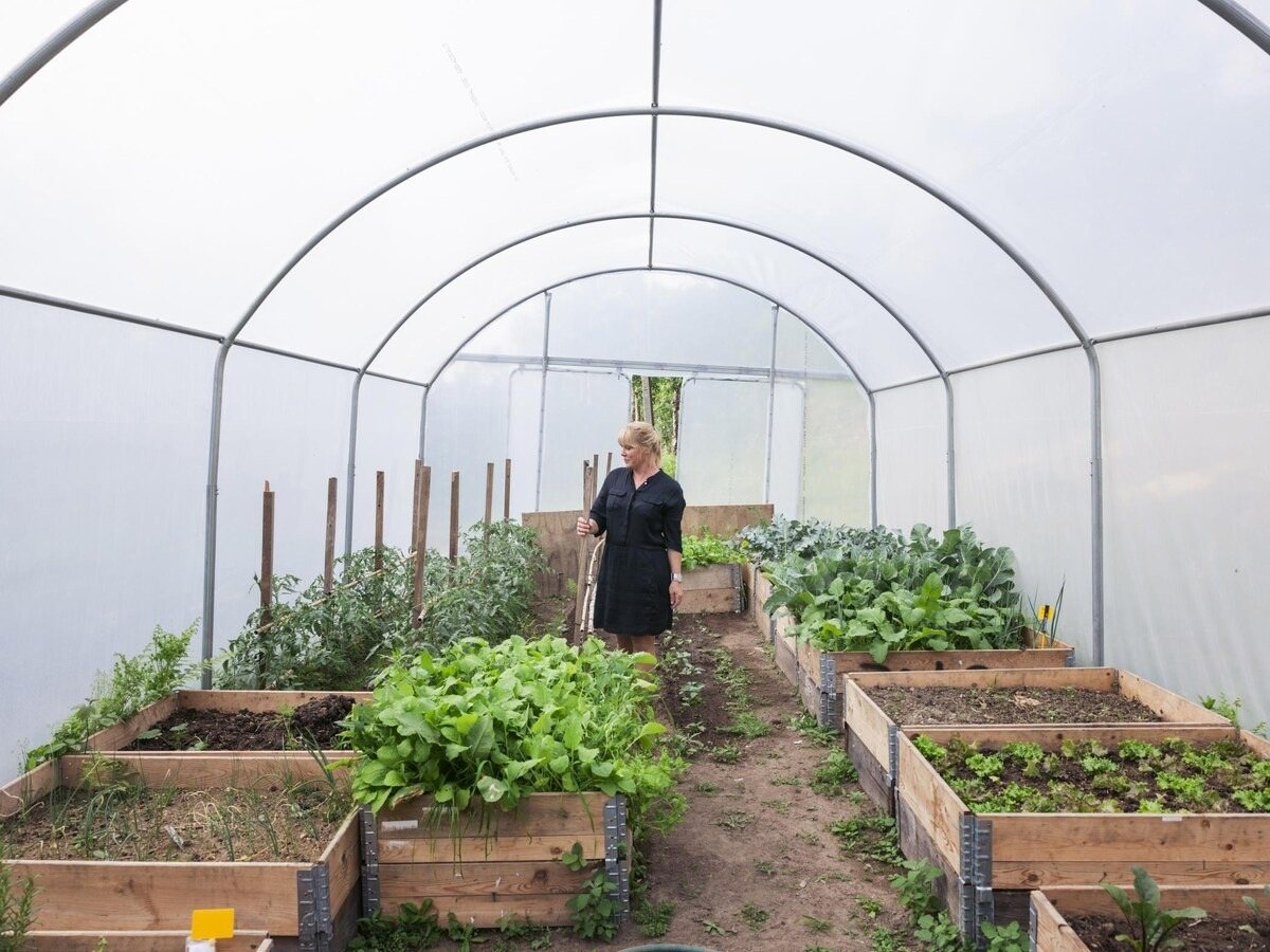 Horta em estufa com canteiros de legumes